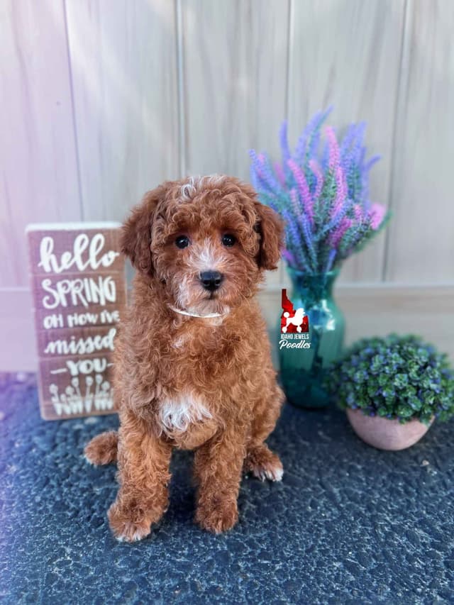 Red Poodle Mini Boy, Super Sweet Temperament, and VERY Eager to Please media 10