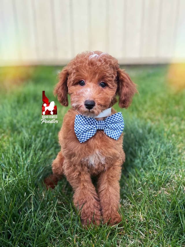 Red Poodle Mini Boy, Super Sweet Temperament, and VERY Eager to Please media 8
