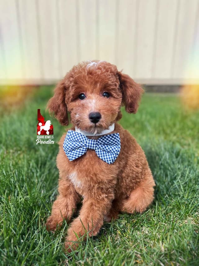 Red Poodle Mini Boy, Super Sweet Temperament, and VERY Eager to Please media 7