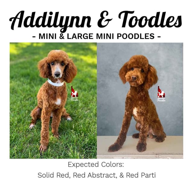 Loving "Disney Dynasty" Dark Red Mini Poodles ~ ALL 0-CDDY/IVDD & AtAt media 18