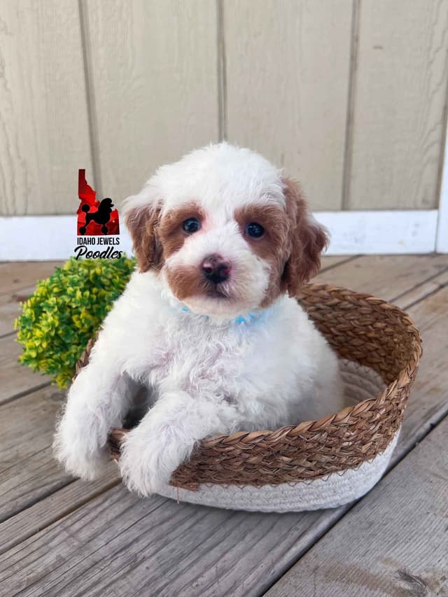 Loving "Disney Dynasty" Dark Red Mini Poodles ~ ALL 0-CDDY/IVDD & AtAt media 17