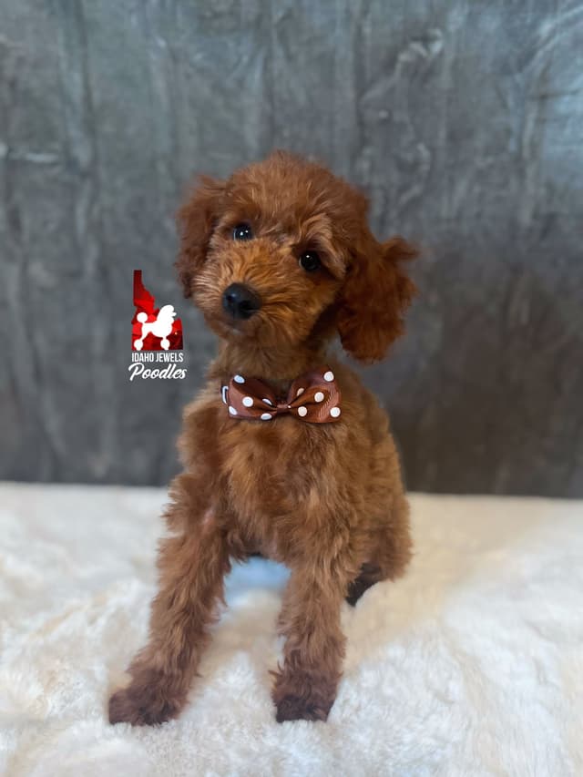 Solid Red Mini Poodle Puppy Boys, Full AKC Option Available media 4