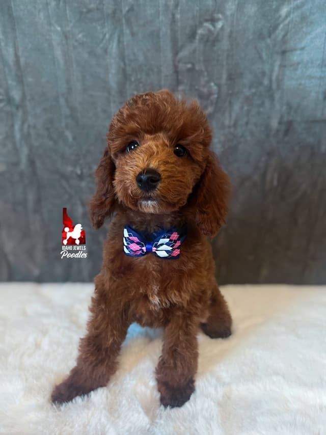 Solid Red Mini Poodle Puppy Boys, Full AKC Option Available media 18