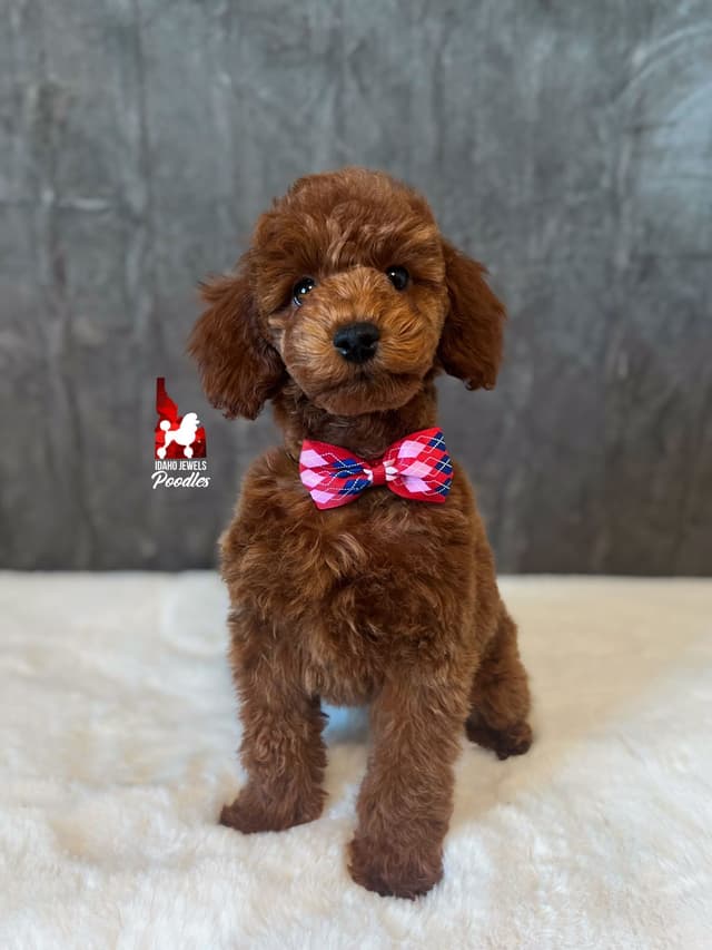 Solid Red Mini Poodle Puppy Boys, Full AKC Option Available media 11