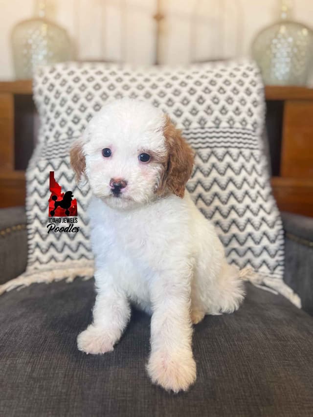 Loving "Disney Dynasty" Dark Red Mini Poodles ~ ALL 0-CDDY/IVDD & AtAt media 7