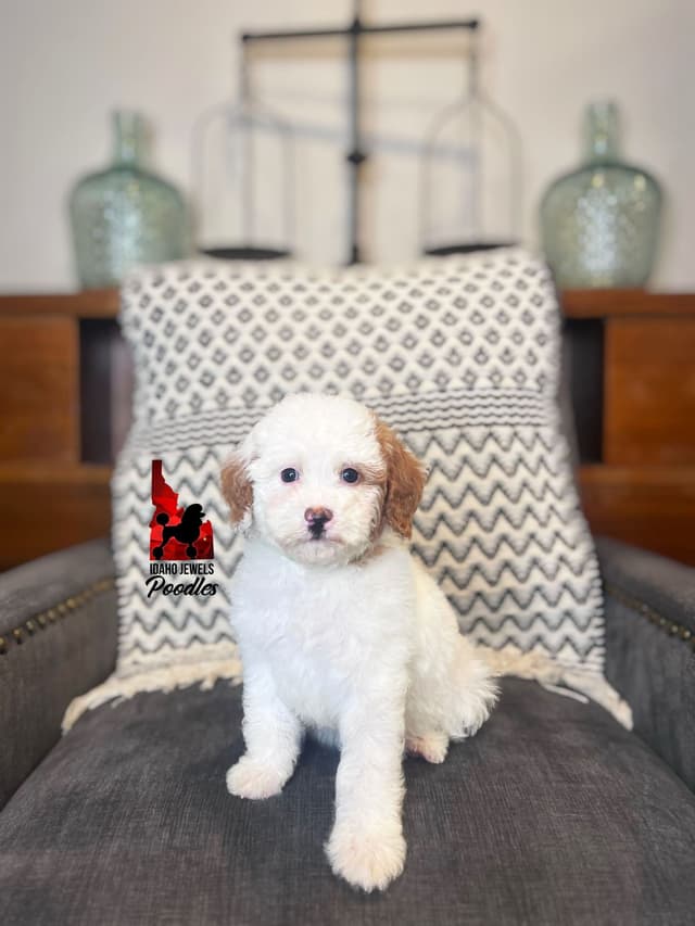Loving "Disney Dynasty" Dark Red Mini Poodles ~ ALL 0-CDDY/IVDD & AtAt media 8