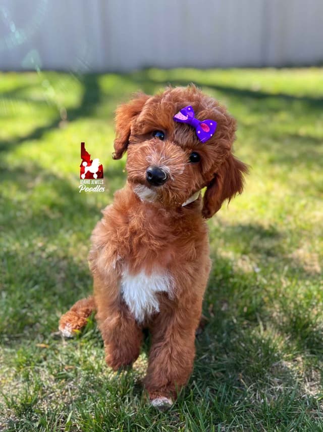 Red w/ White Mini Poodle Puppies media 20