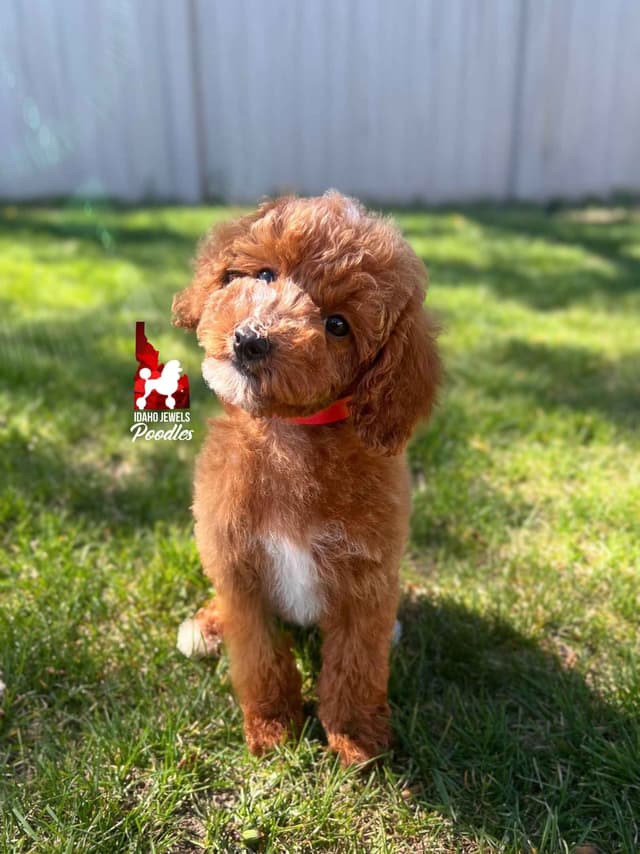 Red w/ White Mini Poodle Puppies media 4