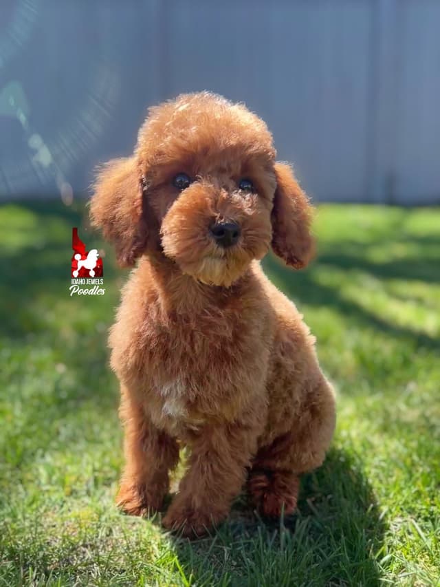 Red w/ White Mini Poodle Puppies media 8