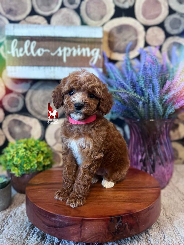 Red w/ White Mini Poodle Puppies media 5