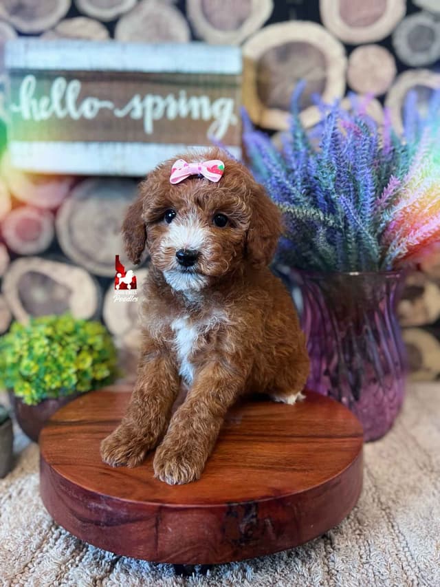 Red w/ White Mini Poodle Puppies media 13