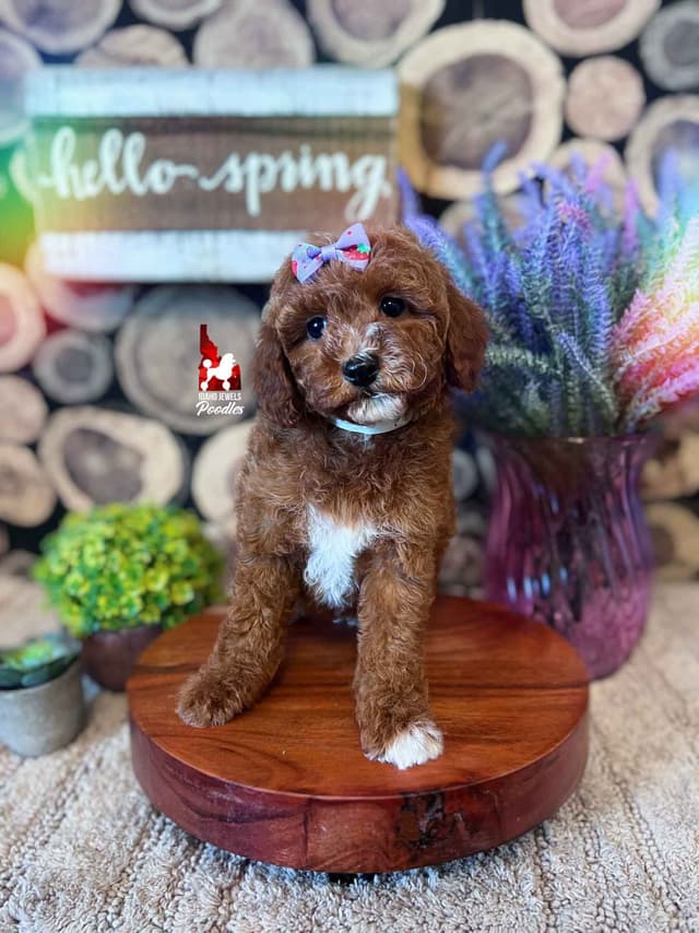Red w/ White Mini Poodle Puppies media 21