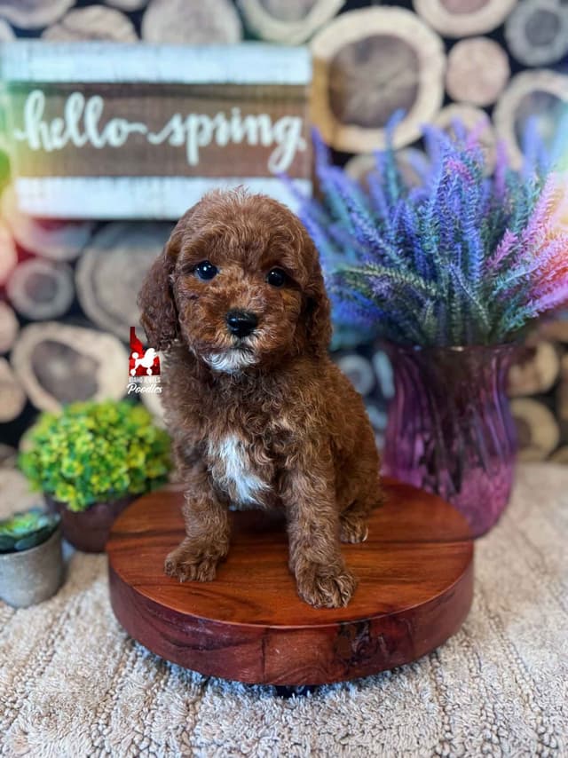 Red w/ White Mini Poodle Puppies media 9