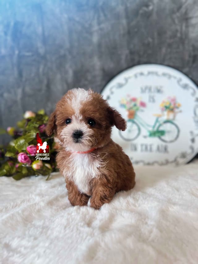 TINY Lil "T Cup" Toy Poodle Girl media 2
