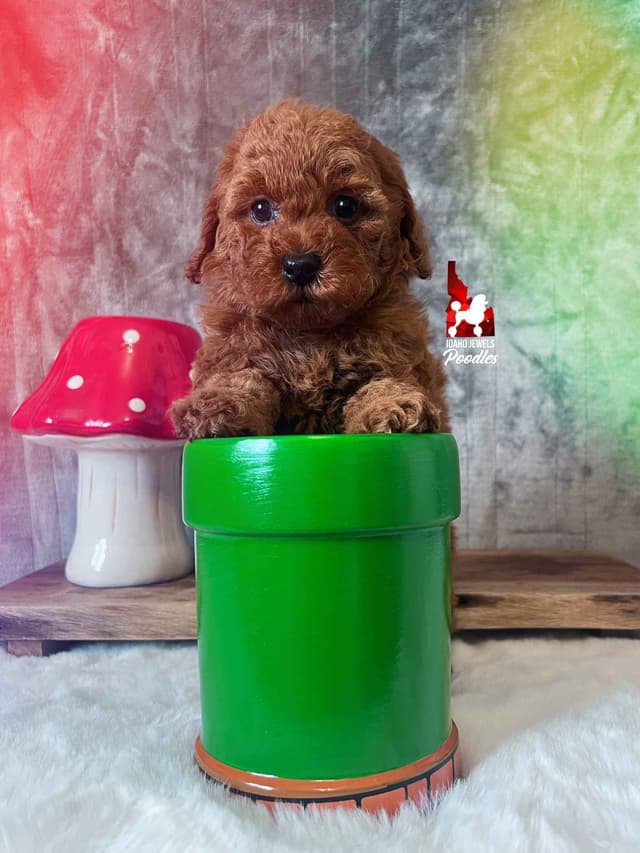 Red Mini Boy (from toy lines), Full AKC/Breeder or Pet Option! media 11