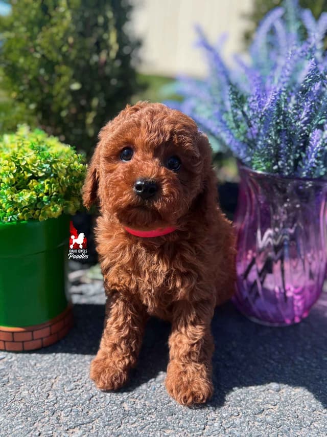 Red Mini Boy (from toy lines), Full AKC/Breeder or Pet Option! media 9