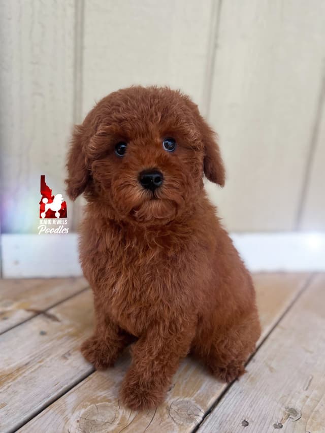 Red Mini Boy (from toy lines), Full AKC/Breeder or Pet Option! media 8