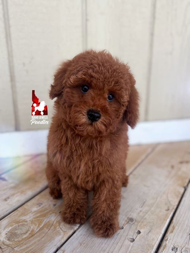 Red Mini Boy (from toy lines), Full AKC/Breeder or Pet Option! media 7