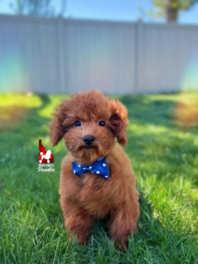 Gorgeous Red Toy Poodle Boy, Available as a Pet!  7-9 lbs media 11