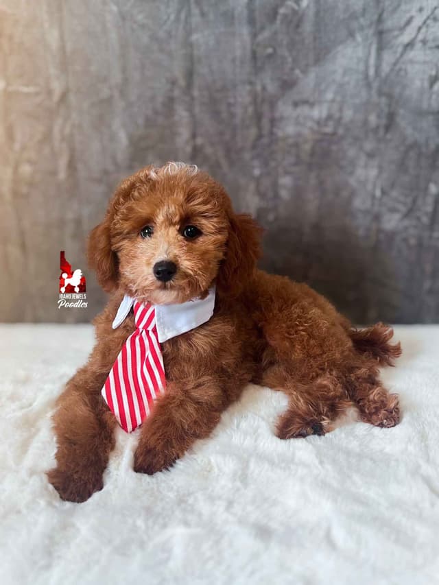 Red Poodle Mini Boy, Super Sweet Temperament, and VERY Eager to Please media 6