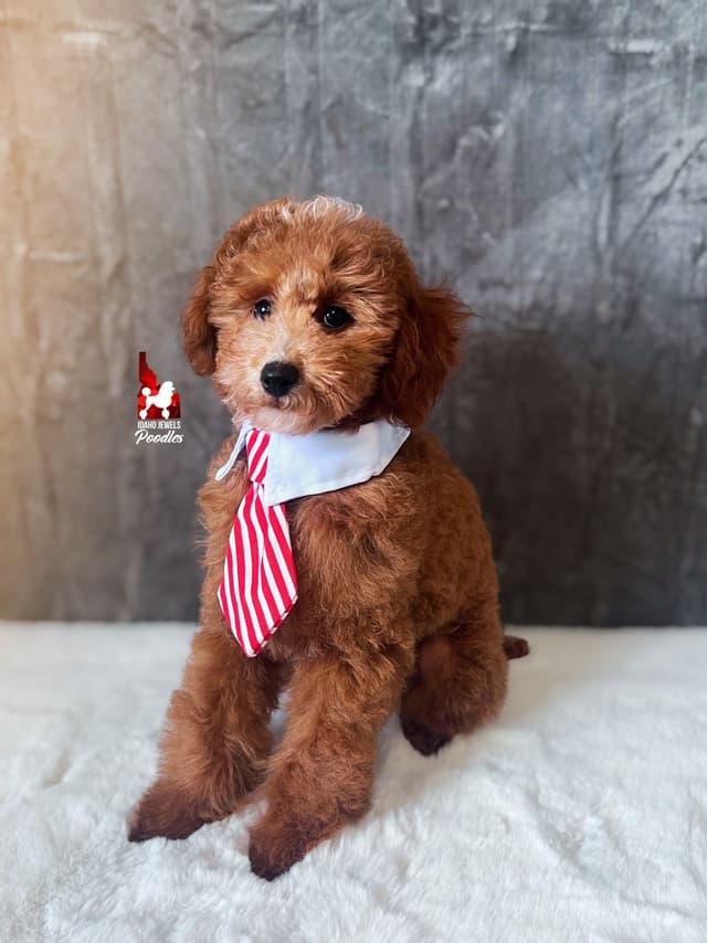 Red Poodle Mini Boy, Super Sweet Temperament, and VERY Eager to Please media 5