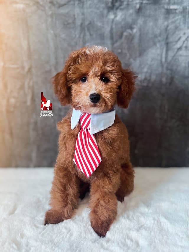 Red Poodle Mini Boy, Super Sweet Temperament, and VERY Eager to Please media 4