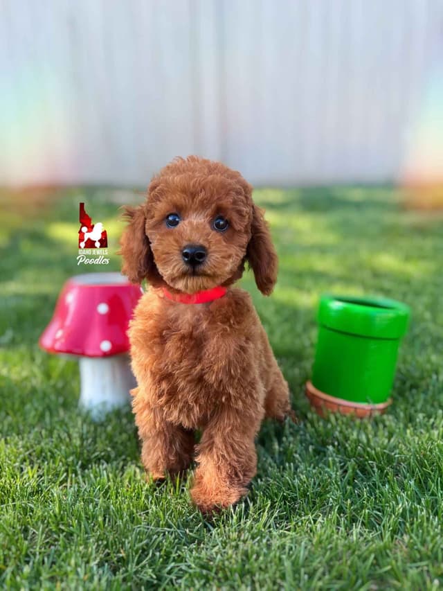 Red Mini Boy (from toy lines), Full AKC/Breeder or Pet Option! media 5