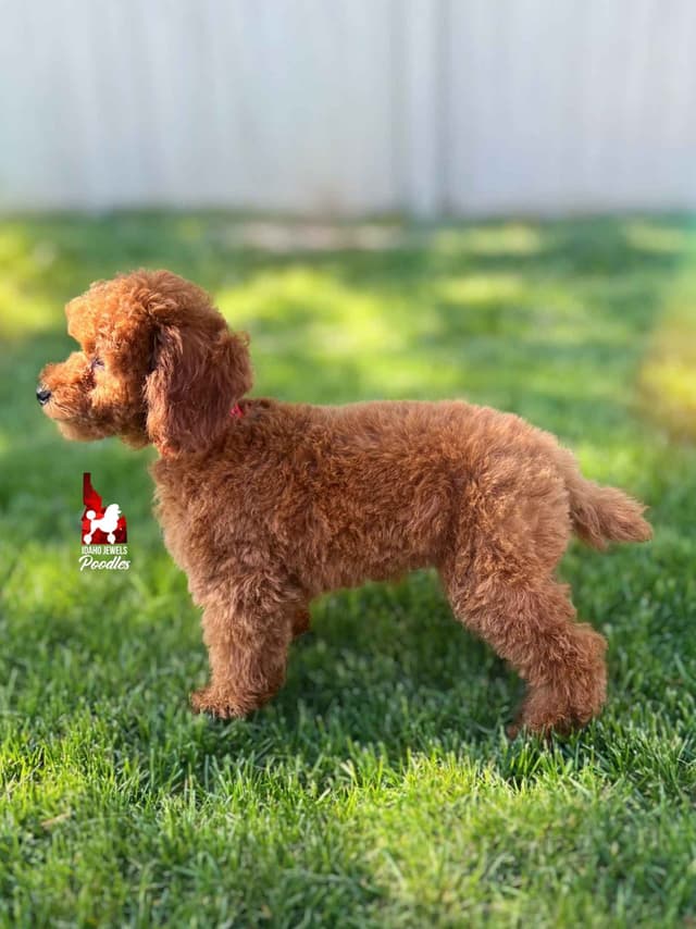 Red Mini Boy (from toy lines), Full AKC/Breeder or Pet Option! media 6