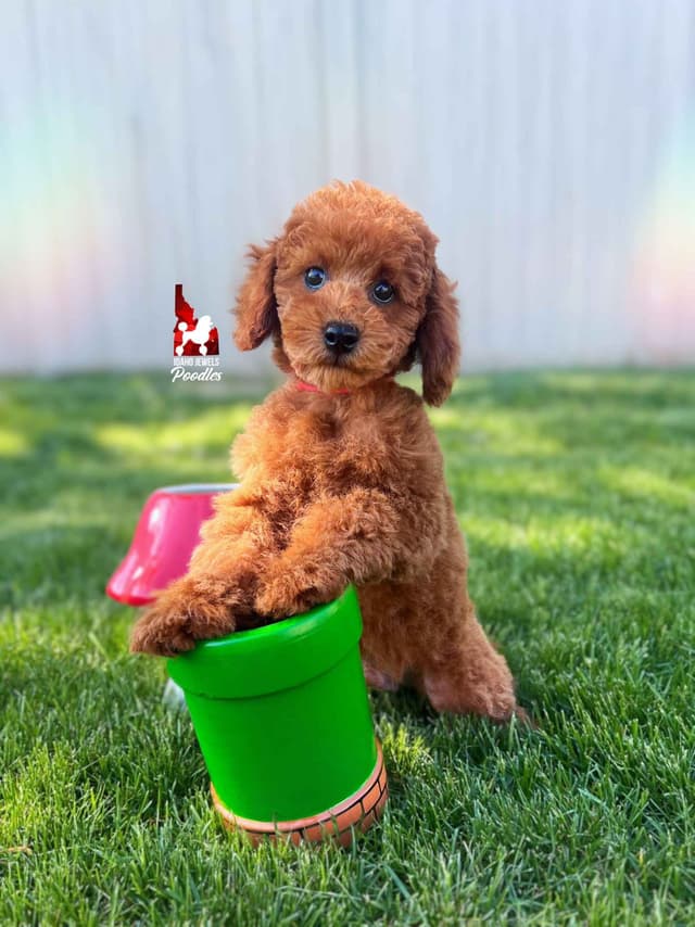 Red Mini Boy (from toy lines), Full AKC/Breeder or Pet Option! media 4