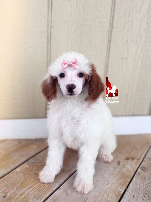 Loving "Disney Dynasty" Dark Red Mini Poodles ~ ALL 0-CDDY/IVDD & AtAt media 6