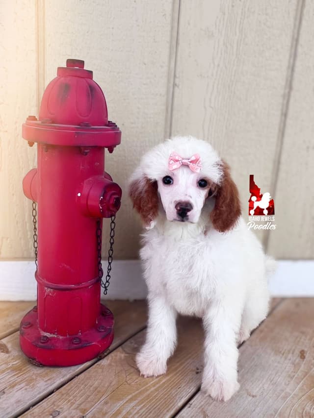 Loving "Disney Dynasty" Dark Red Mini Poodles ~ ALL 0-CDDY/IVDD & AtAt media 5
