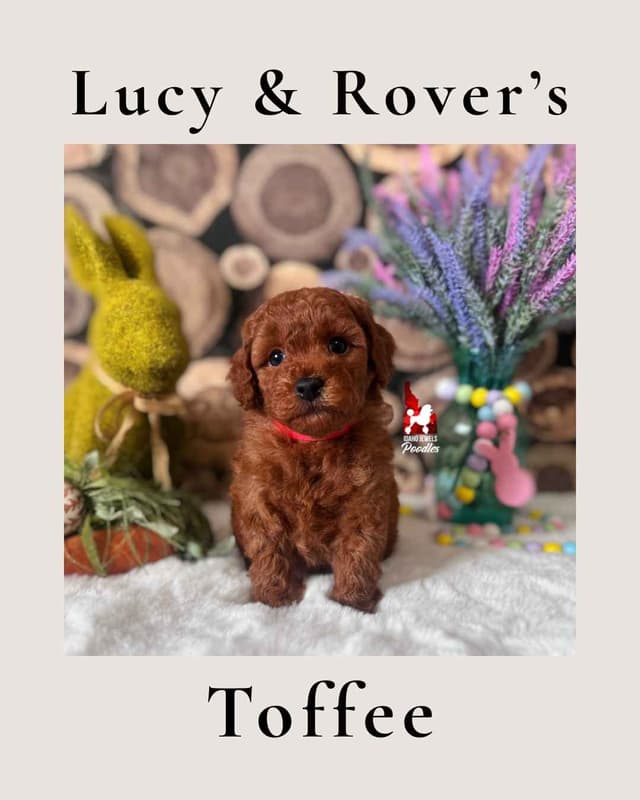 Solid Red Mini Poodle Puppy Boys, Full AKC Option Available media 15