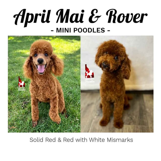 Dark Red Large Mini Poodle Puppies + Breeder Option media 21