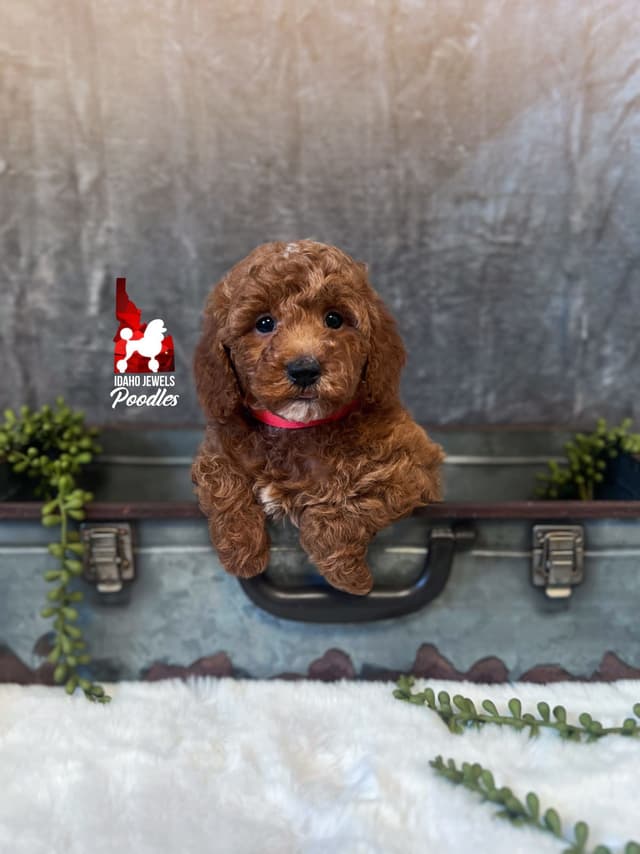 Dark Red Large Mini Poodle Puppies + Breeder Option media 18