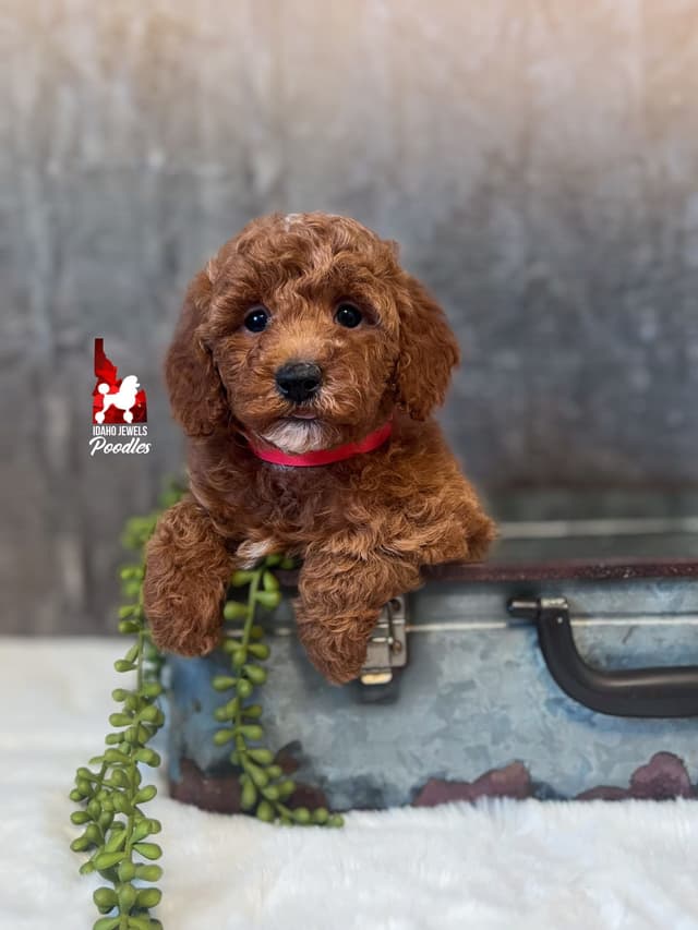 Dark Red Large Mini Poodle Puppies + Breeder Option media 17