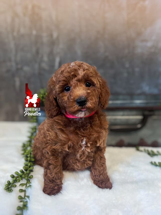 Dark Red Large Mini Poodle Puppies + Breeder Option media 19
