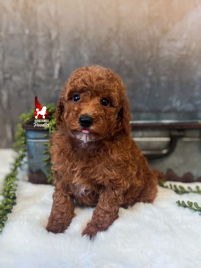 Dark Red Large Mini Poodle Puppies + Breeder Option media 9