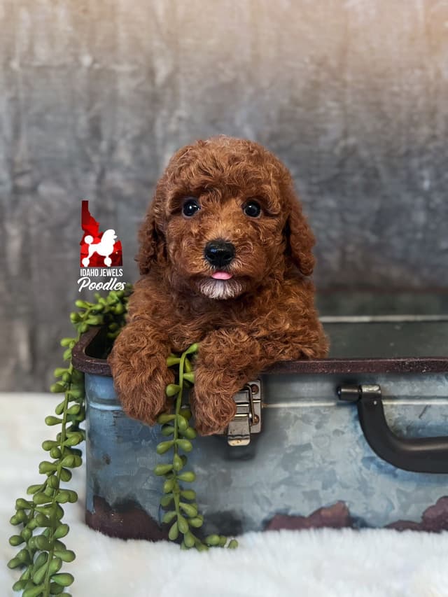 Dark Red Large Mini Poodle Puppies + Breeder Option media 8