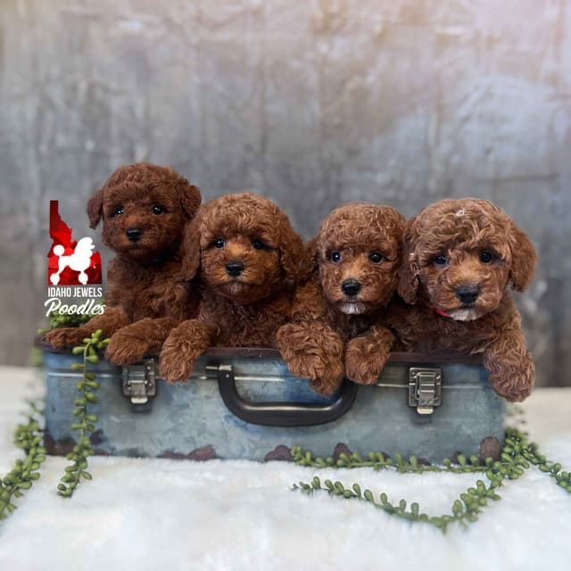 Dark Red Large Mini Poodle Puppies + Breeder Option media 20