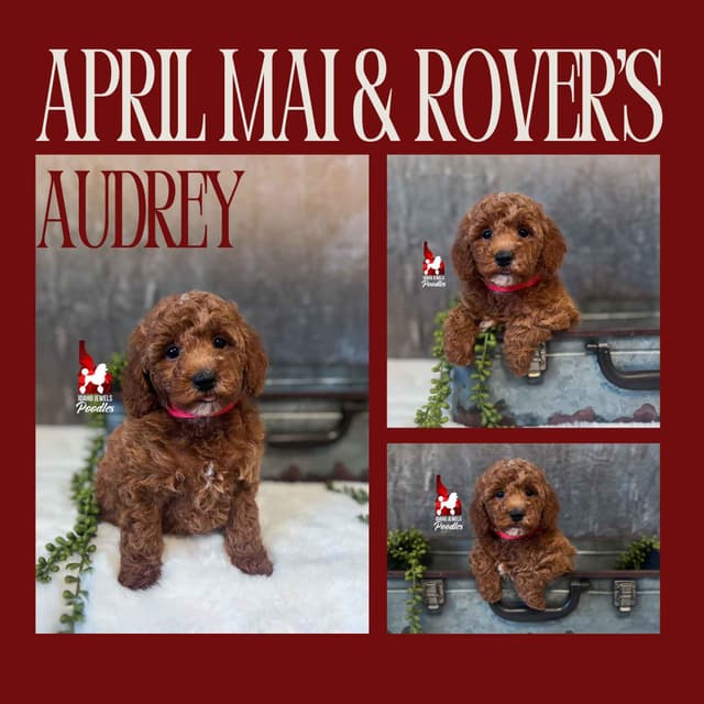 Dark Red Large Mini Poodle Puppies + Breeder Option media 16