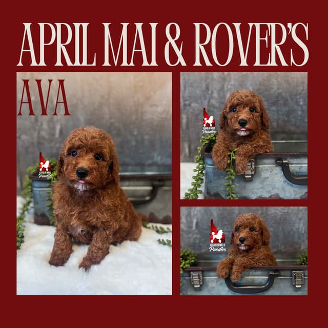 Dark Red Large Mini Poodle Puppies + Breeder Option media 7