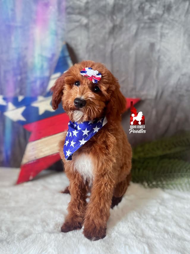 Red w/ White Mini Poodle Puppies media 19