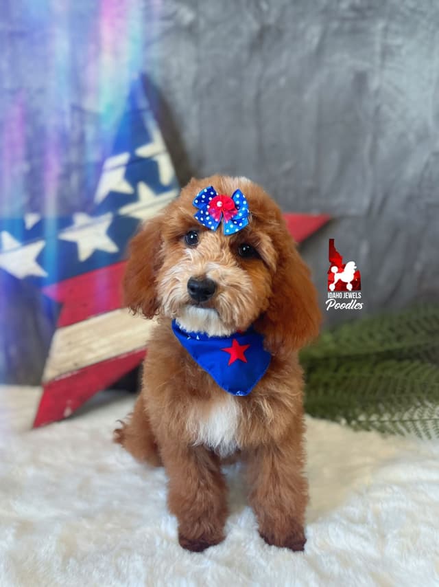 Red w/ White Mini Poodle Puppies media 15