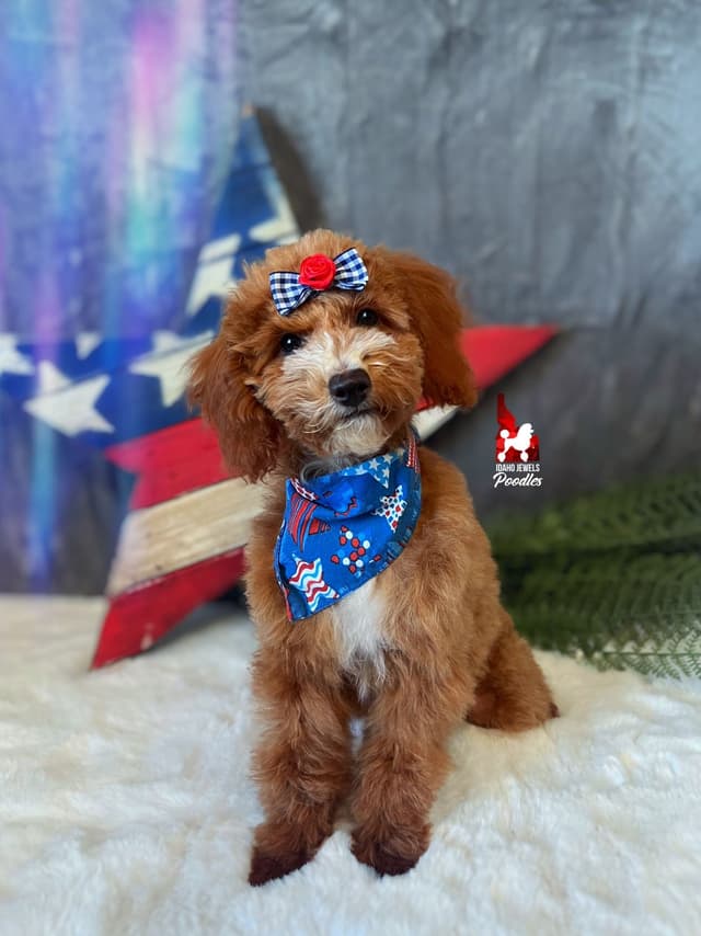 Red w/ White Mini Poodle Puppies media 11