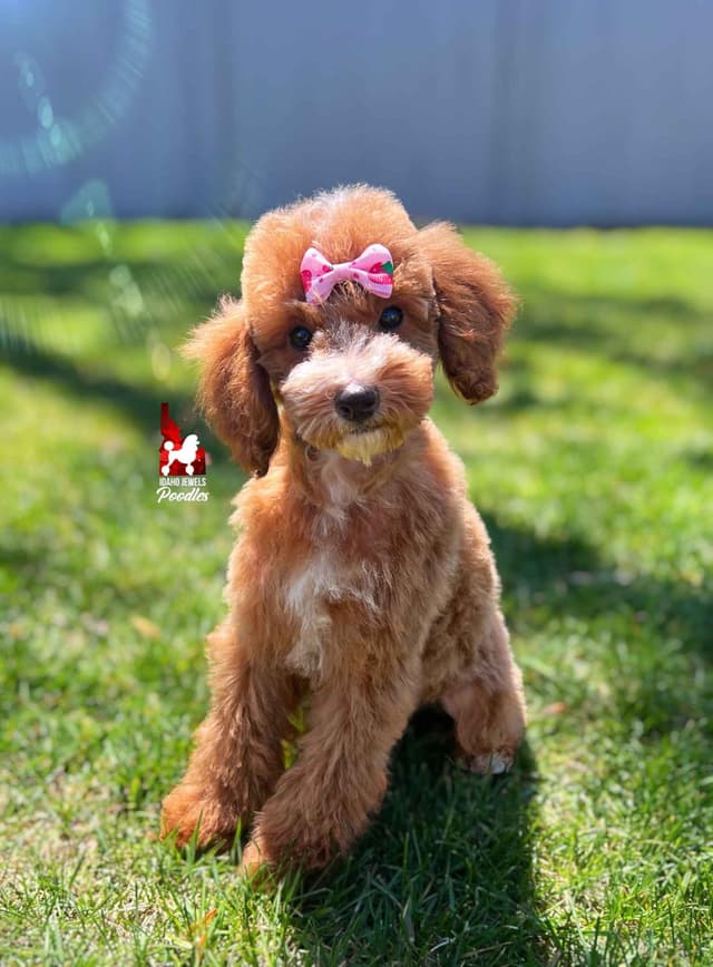 Red w/ White Mini Poodle Puppies media 12