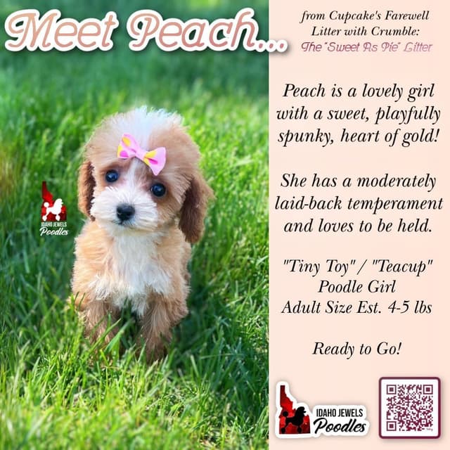 TINY Lil "T Cup" Toy Poodle Girl media 4