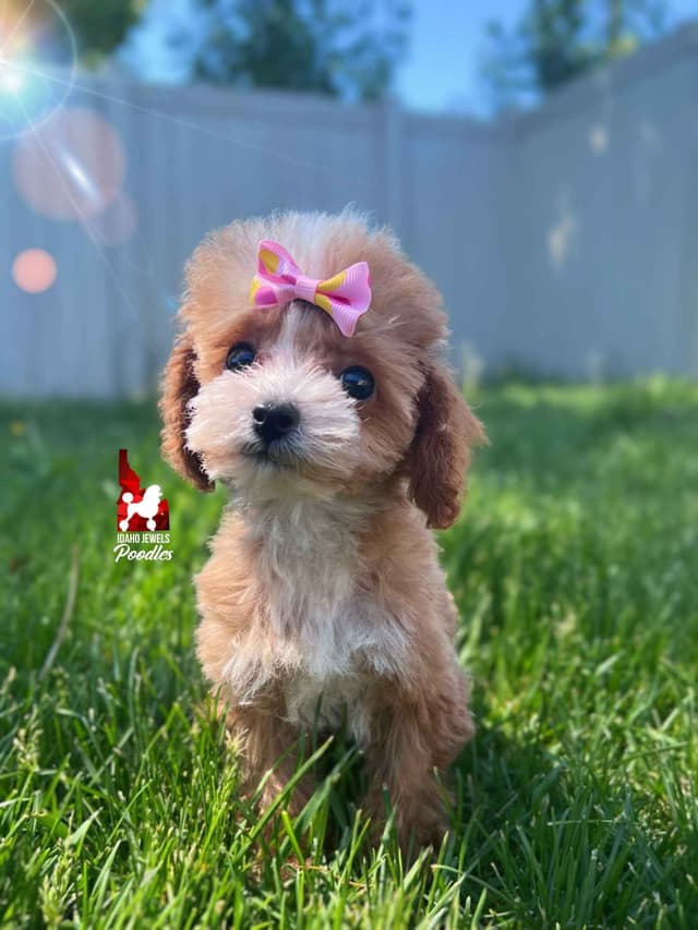 TINY Lil "T Cup" Toy Poodle Girl media 5