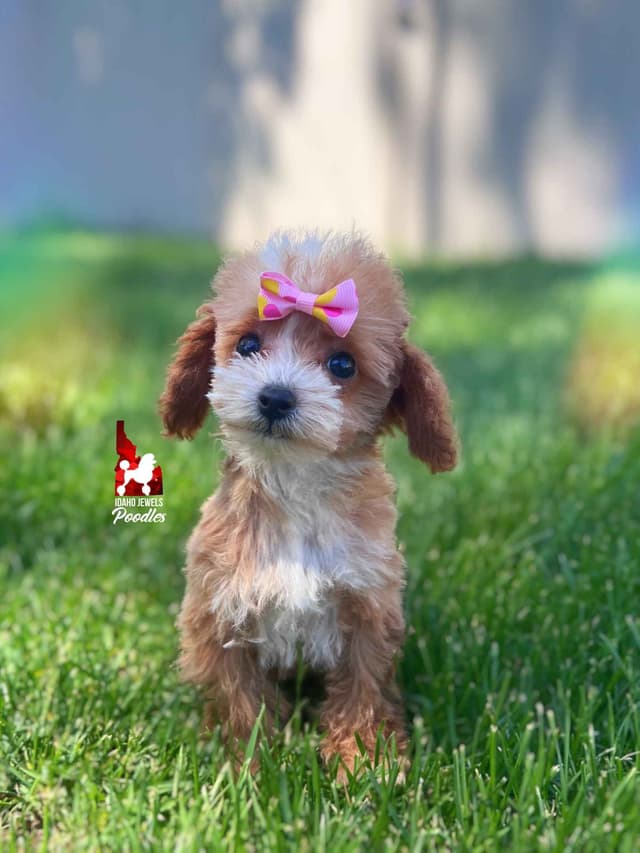 TINY Lil "T Cup" Toy Poodle Girl media 6