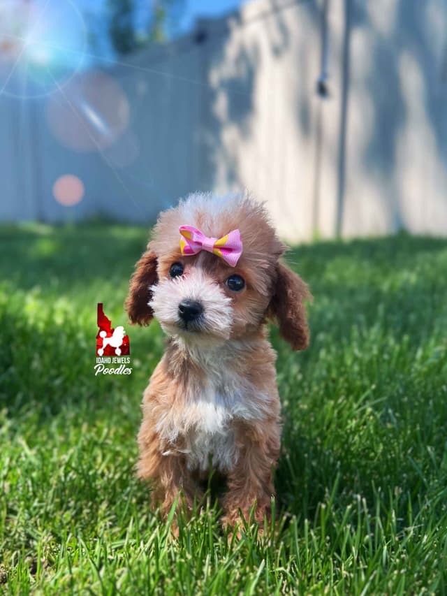 TINY Lil "T Cup" Toy Poodle Girl media 7