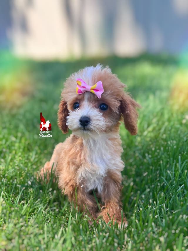TINY Lil "T Cup" Toy Poodle Girl media 8